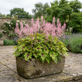 Tiarella Pink Skyrocket - 2L Pot The Rose Press Garden