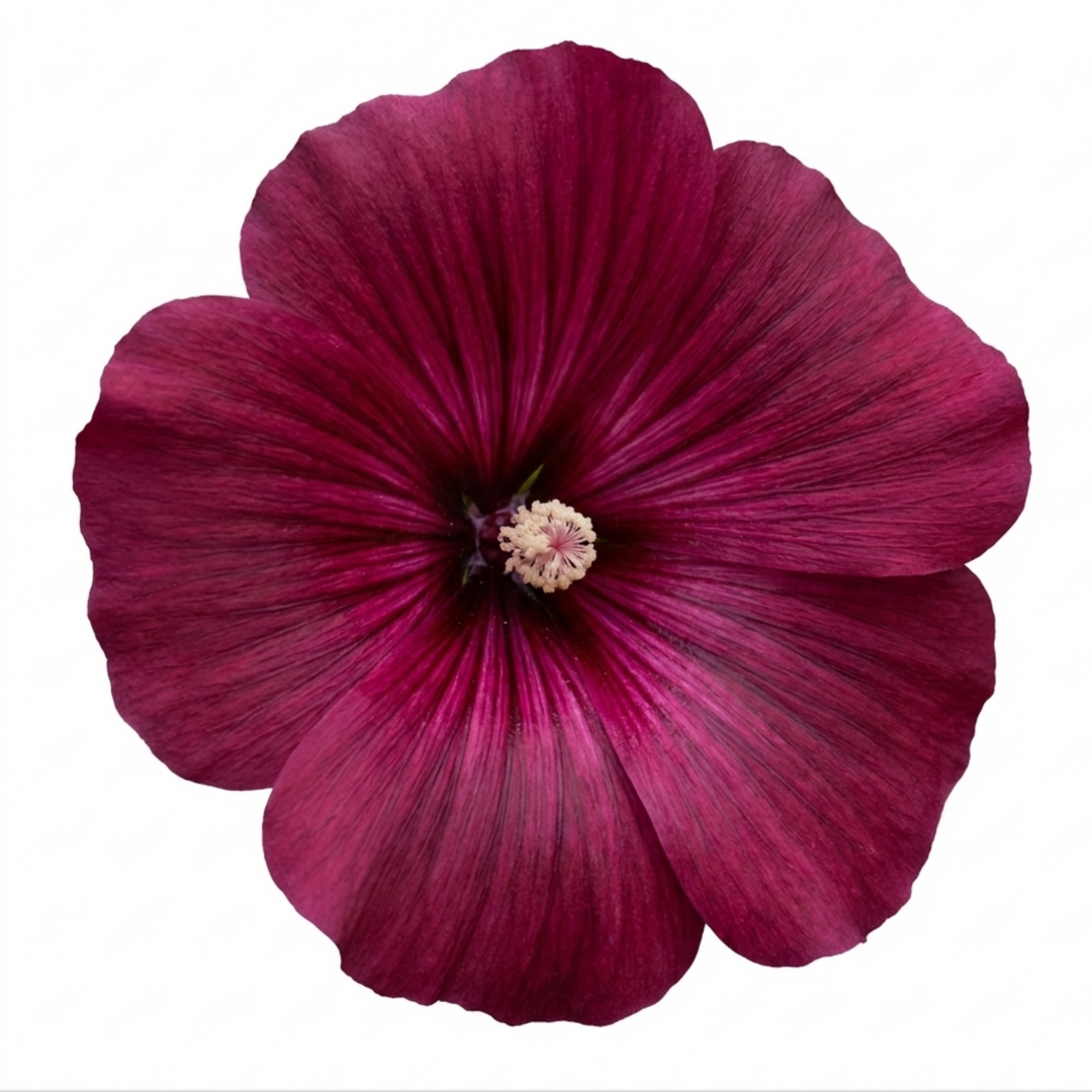 Lavatera Burgundy Wine - 2L Pot The Rose Press Garden