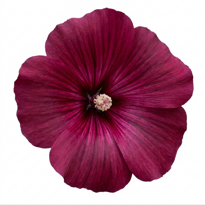 Lavatera Burgundy Wine - 2L Pot The Rose Press Garden