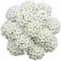 Spiraea nipponica Snowmound - 2L Pot The Rose Press Garden