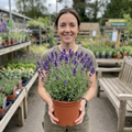Lavender Hidcote Blue English Lavender Plant 5L Pot