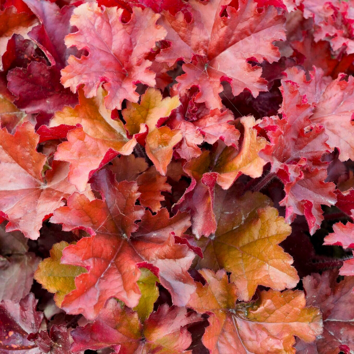 Heuchera Boysenberry