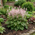 Tiarella Pink Skyrocket - 2L Pot The Rose Press Garden
