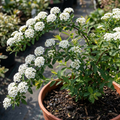 Spiraea nipponica Snowmound - 2L Pot The Rose Press Garden