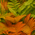 Copper Shield Fern Dryopteris Erythrosora Evergreen Garden Fern Plant 2L Pot
