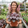 Heuchera Pink Fizz - 2L Pot The Rose Press Garden