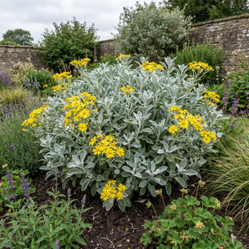Senecio Sunshine - 2L Pot The Rose Press Garden