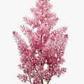 Tiarella Pink Skyrocket - 2L Pot The Rose Press Garden