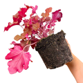 Heuchera Boysenberry Evergreen Perennial Garden Plant 2L Pot