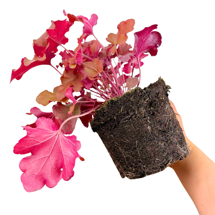 Heuchera Boysenberry