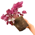 Heuchera Huckleberry Evergreen Perennial Garden Plant 2L Pot