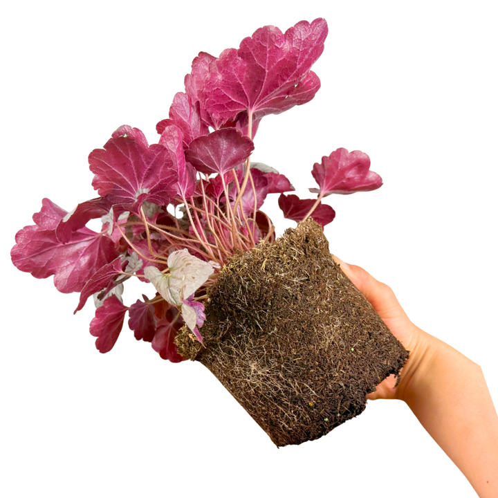 Heuchera Huckleberry