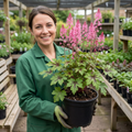 Tiarella Pink Skyrocket - 2L Pot The Rose Press Garden
