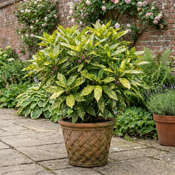 Aucuba Japonica Crotonifolia Spotted Laurel The Rose Press Garden