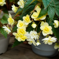 1 Large Plant - Begonia Fragrant Falls Lemon, Outdoor Garden Ready, 2L Pot The Rose Press Garden