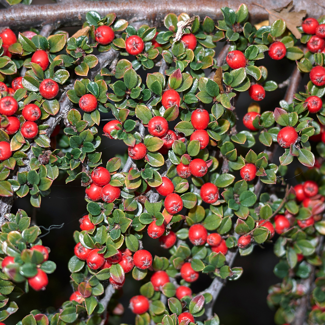 Cotoneaster Horizontalis The Rose Press Garden