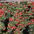 Cotoneaster Horizontalis The Rose Press Garden
