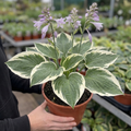 1 Large Plant - Hosta Patriot, Ready to Plant in Your Garden, 2L Pot The Rose Press Garden