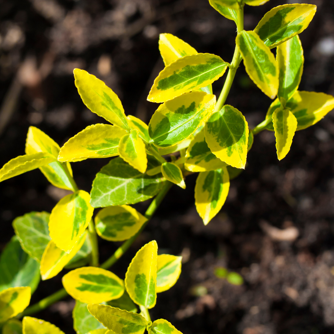 Euonymus Emerald n Gold The Rose Press Garden