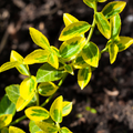 Euonymus Emerald n Gold The Rose Press Garden
