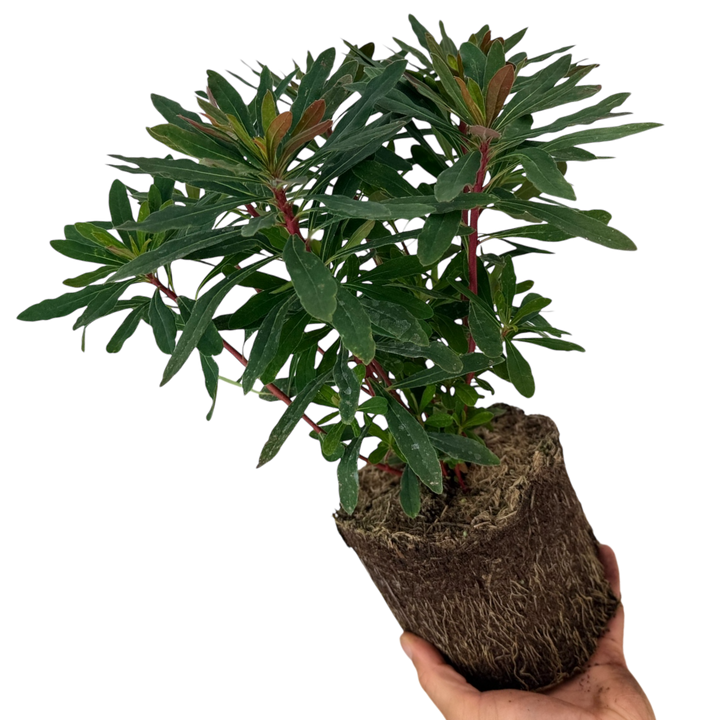 Euphorbia Purpurea