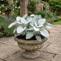Senecio Angel Wings - 2L Pot The Rose Press Garden
