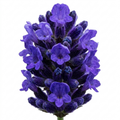 Lavender Hidcote Blue English Lavender Plant 5L Pot