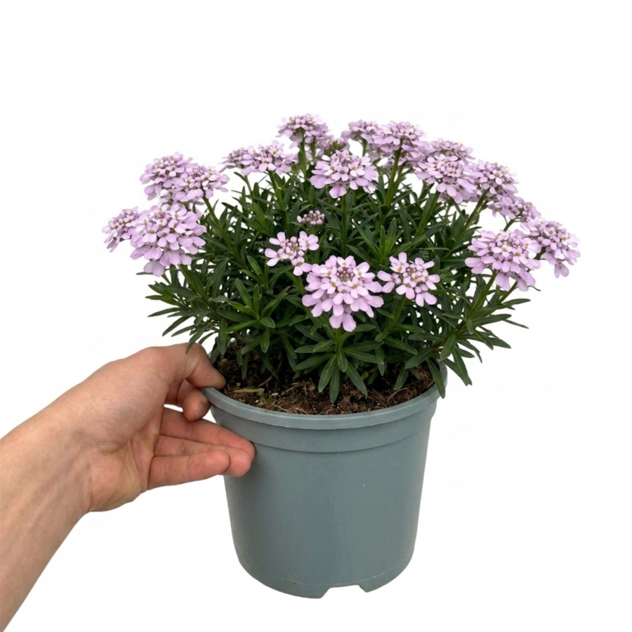 1 Iberis Mermaid Lavender Candytuft Plant, Evergreen Perennial Ground Cover, 2 Litre Root Ball The Rose Press Garden
