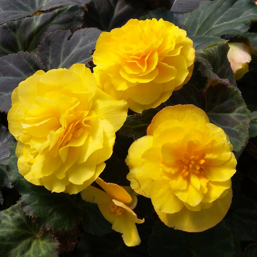 1 Large Plant - Begonia Mocca Yellow, Ready to Plant in Your Garden, 2L Pot The Rose Press Garden