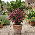Weigela florida Victoria - 2L Pot The Rose Press Garden