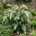 Spiraea nipponica Snowmound - 2L Pot The Rose Press Garden