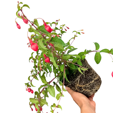Fuchsia Snowcap Hardy Flowering Garden Shrub Plant 2L Pot Plants By Post