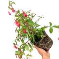 Fuchsia Snowcap Hardy Flowering Garden Shrub Plant 2L Pot Plants By Post