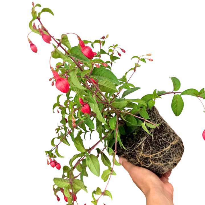 Fuchsia Snowcap