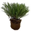 Hebe New Zealand Evergreen Flowering Shrub Plant 2L Pot