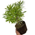 Euphorbia Ascot Rainbow Variegated Evergreen Perennial Garden Plant 2L Pot