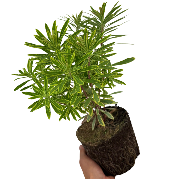 Euphorbia Ascot Rainbow
