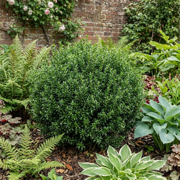 Euonymus japonicus 'Microphyllus' Box Leaf Evergreen Shrub 2L Pot The Rose Press Garden