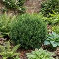 Euonymus japonicus 'Microphyllus' Box Leaf Evergreen Shrub 2L Pot The Rose Press Garden