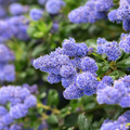 Ceanothus Repens The Rose Press Garden