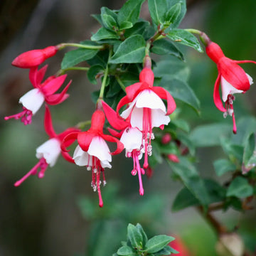 Fuchsia Snowcap Hardy Flowering Garden Shrub Plant 2L Pot Plants By Post