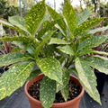 Aucuba Japonica Crotonifolia Spotted Laurel The Rose Press Garden