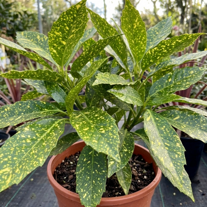 Aucuba Japonica Crotonifolia Spotted Laurel The Rose Press Garden