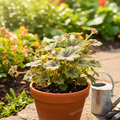 Heuchera Tapestry Evergreen Perennial Garden Plant 2L Pot
