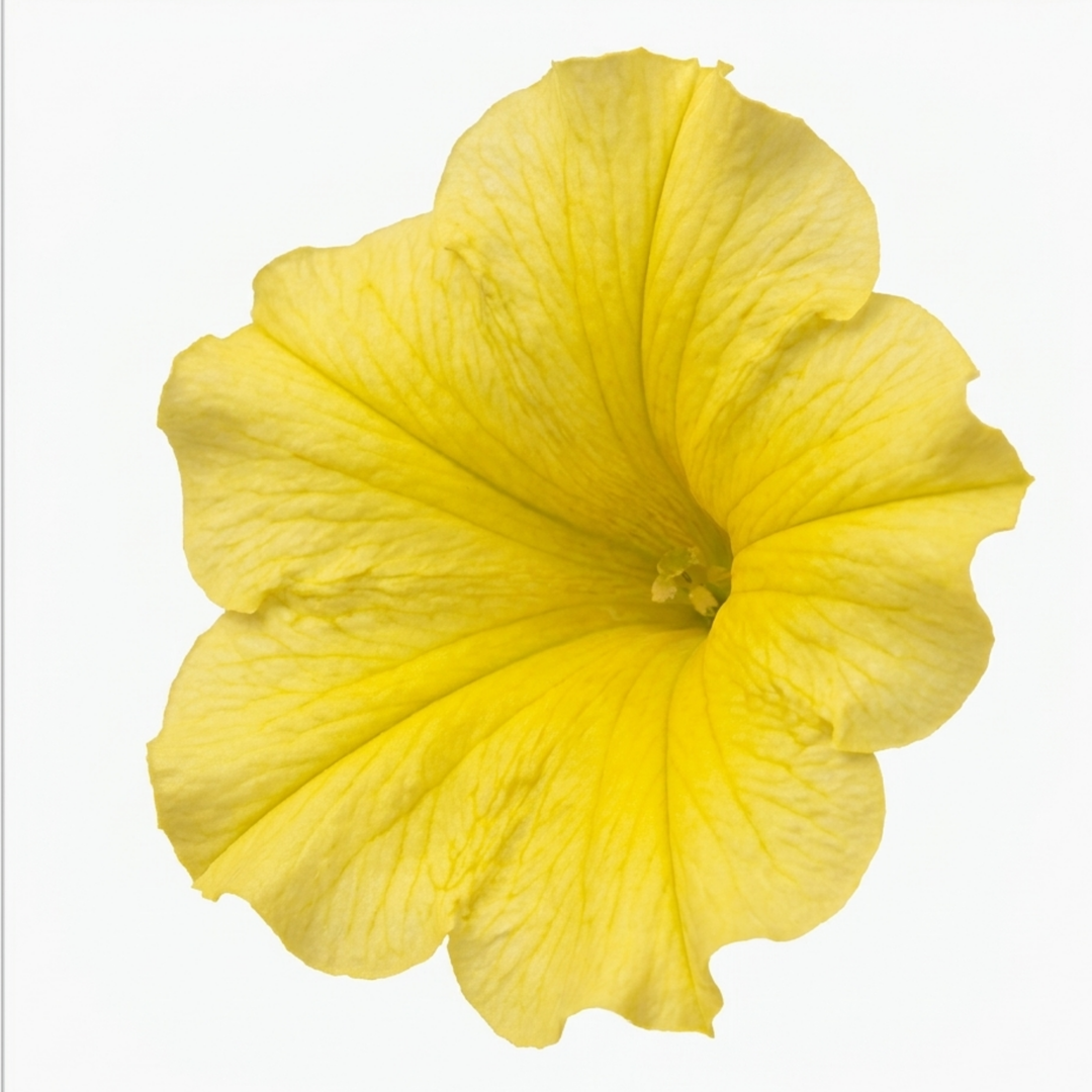 1 Large Plant - Petunia Rimarkable Hello Yellow, Outdoor Garden Ready, 2L Pot The Rose Press Garden