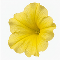 1 Large Plant - Petunia Rimarkable Hello Yellow, Outdoor Garden Ready, 2L Pot The Rose Press Garden
