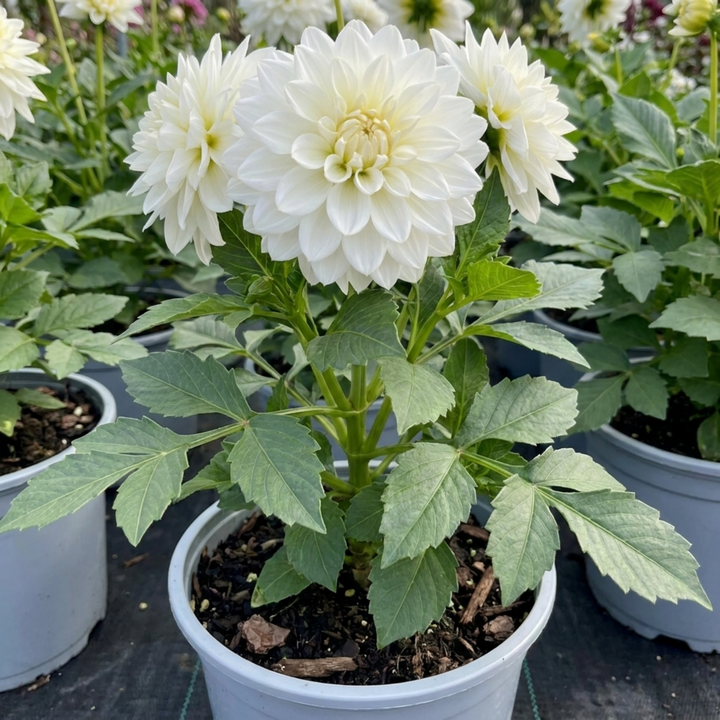 Dahlia Maggiore White Decorative Dahlia Plant 3L Pot