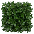 Euonymus japonicus 'Microphyllus' Box Leaf Evergreen Shrub 2L Pot The Rose Press Garden