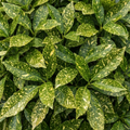 Aucuba Japonica Variegata Spotted Laurel The Rose Press Garden