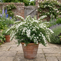 Spiraea nipponica Snowmound - 2L Pot The Rose Press Garden